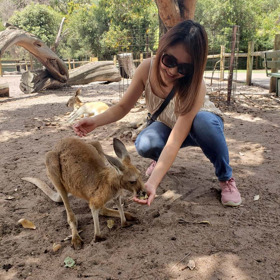 Perth Wildlife Park & City Highlights - Small Group Tours - Swan Valley Wine Tasting and Lunch That Actually Fills You Up