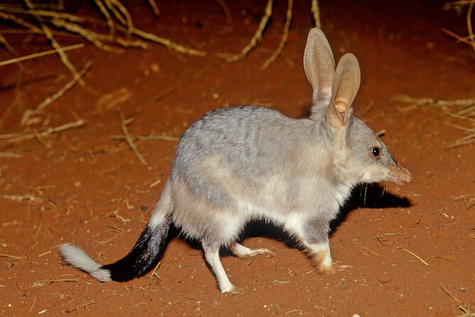 Perth Wildlife Tour Under the Stars with Dinner - Key highlights worth planning around