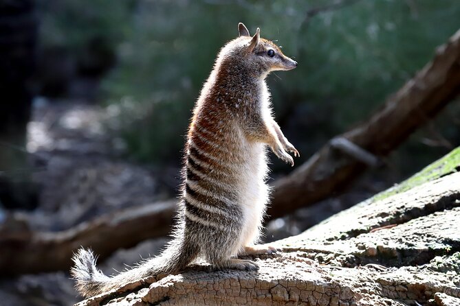 Perth Wildlife Tour Under the Stars with Dinner - The Drive, the Timing, and What to Expect From a 9-Hour Night