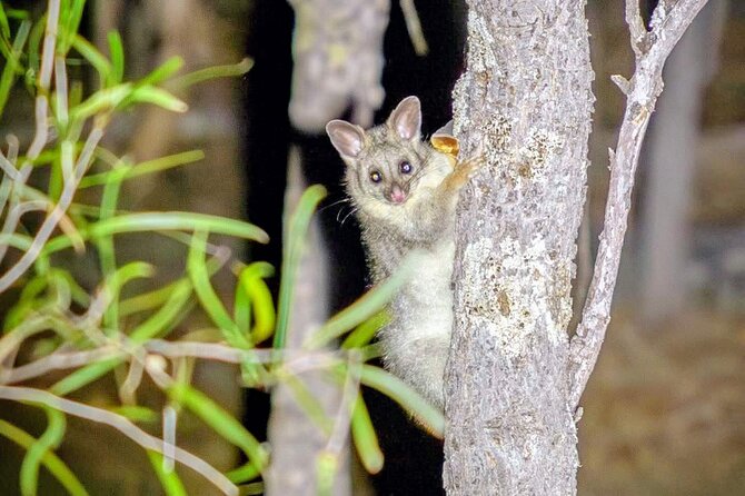 Perth Wildlife Tour Under the Stars with Dinner - Barna Mia Nocturnal Wildlife Experience: How Endangered Mammals Are Shown Off