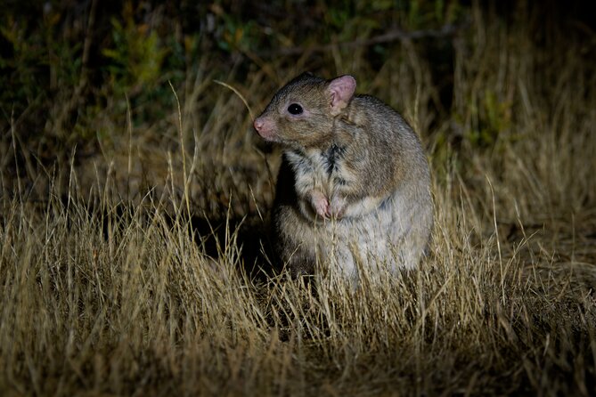 Perth Wildlife Tour Under the Stars with Dinner - Price and Value, Plus the Extra Wildlife Fees
