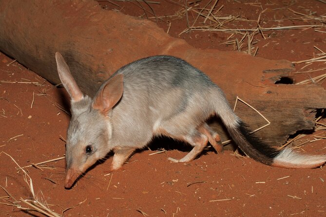 Perth Wildlife Tour Under the Stars with Dinner - Stop One: Dryandra Woodlands and the Biodiversity You Can Actually Spot