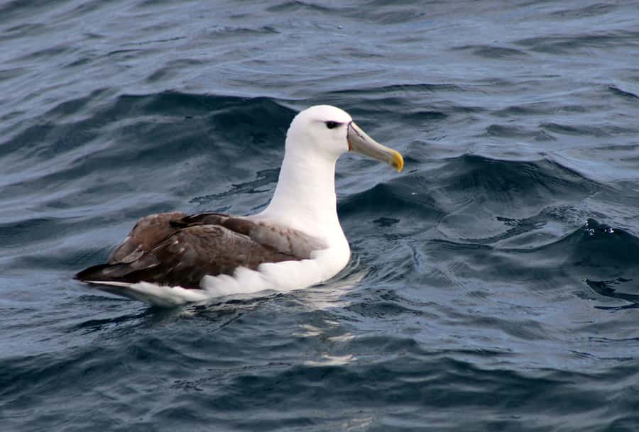Philip Island: Dolphin and Whale Cruise - Key things to know before you go