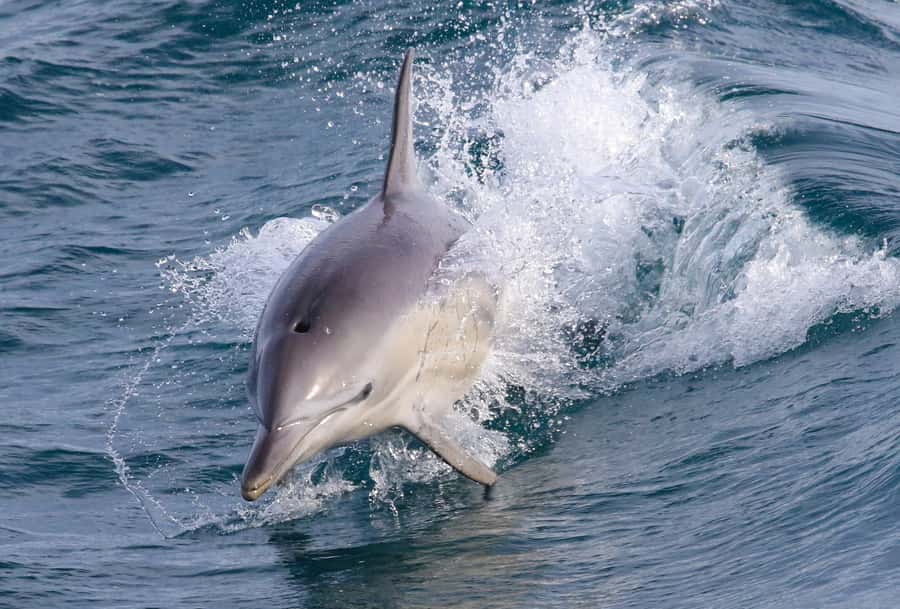 Philip Island: Dolphin and Whale Cruise - Phillip Island in winter: Cape Woolamai cliffs and open water