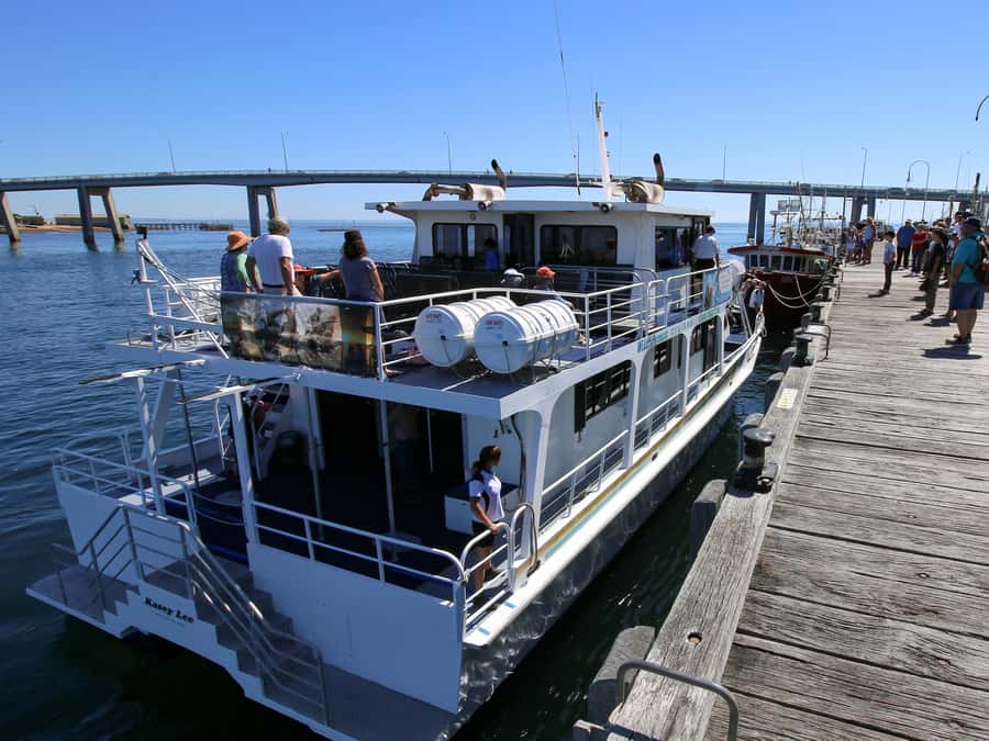 Philip Island: Dolphin and Whale Cruise - What you’ll actually do on the water during the 3 hours