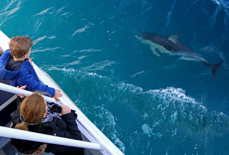 Philip Island: Dolphin and Whale Cruise - Afternoon tea on board, plus a licensed bar for the grown-up version of “snacks”