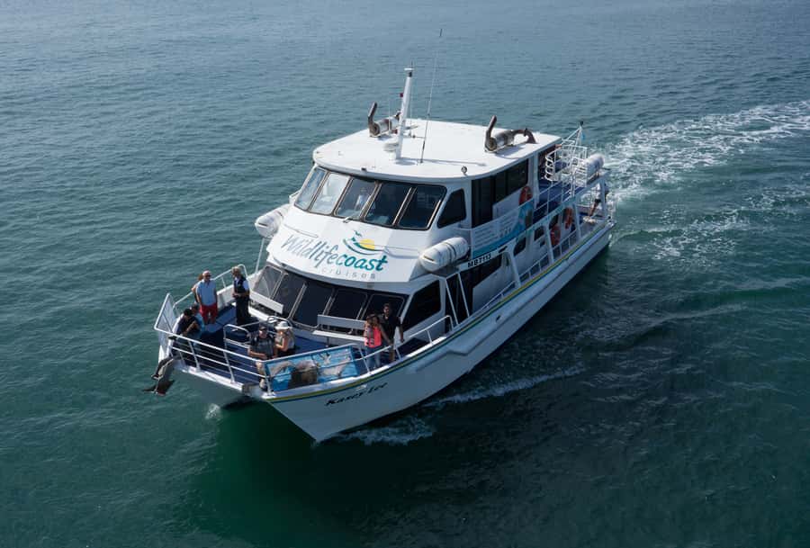 Philip Island: Dolphin and Whale Cruise - Wildlife beyond whales: seals and seabirds you can keep an eye out for