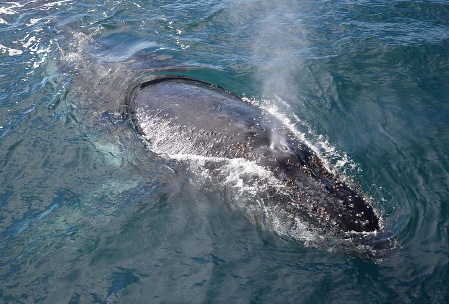 Philip Island: Dolphin and Whale Cruise - What to bring and how to make the most of cold ocean time