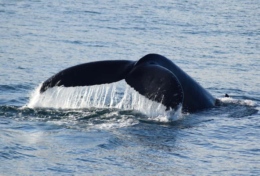 Philip Island: Dolphin and Whale Cruise - How whale spotting works, and why dolphins can be your best plan