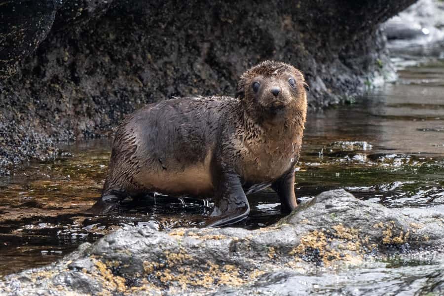 Philip Island: Seal Watching Cruise - Key things to know before you go