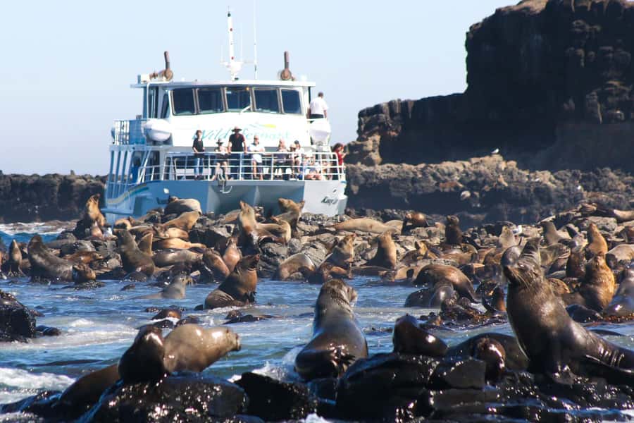Philip Island: Seal Watching Cruise - Seal Rocks: what thousands of fur seals actually feels like