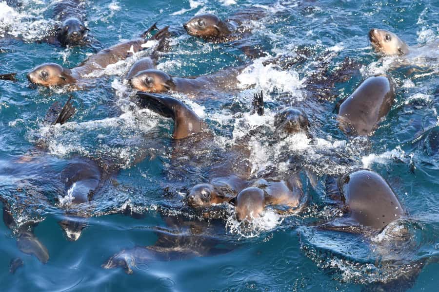 Philip Island: Seal Watching Cruise - Wildlife sightings beyond the seals