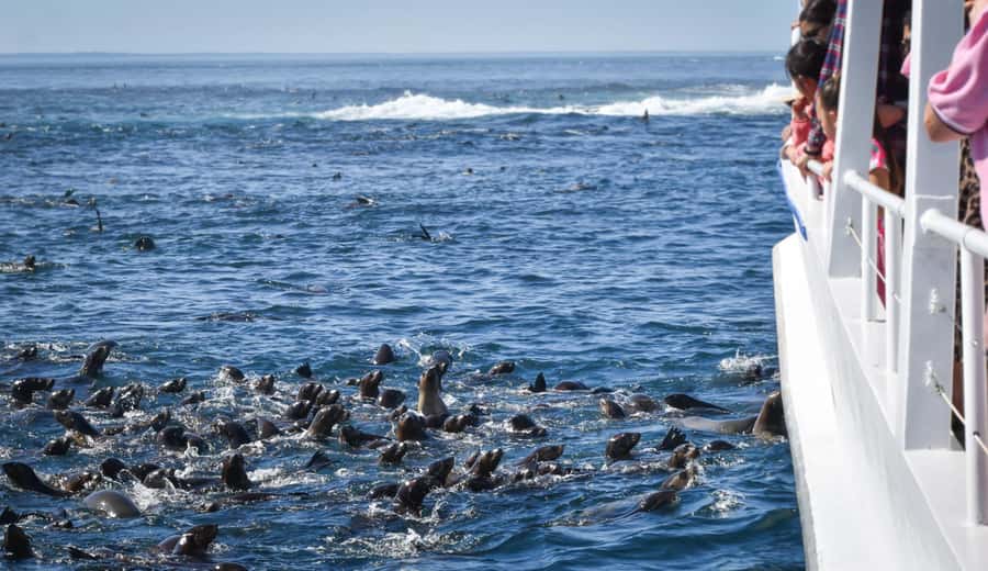 Philip Island: Seal Watching Cruise - Is $81 good value for a seal watching cruise?