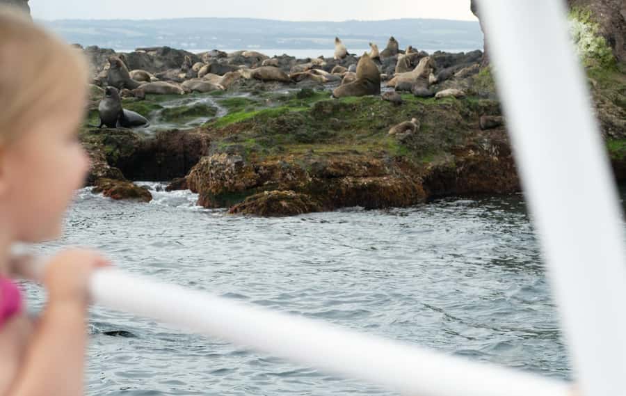 Philip Island: Seal Watching Cruise - Who this Phillip Island seal cruise is best for