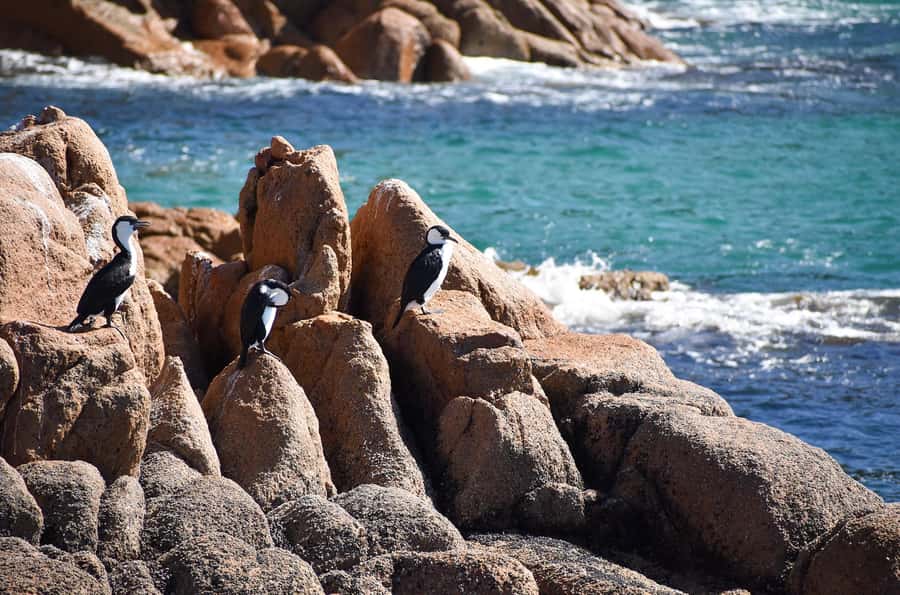 Phillip Island: 1-Hour Cape Woolamai Scenic Cruise - Price and value: what $34 buys you on Phillip Island
