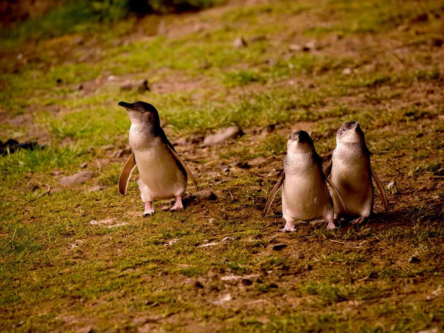 Phillip Island: Golden Hour Penguin Express Tour - Golden Hour Penguin Express, the half-day plan that stays human-sized