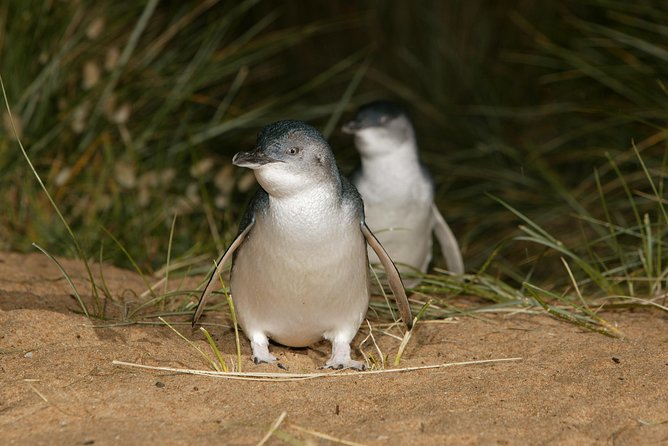 Phillip Island Penguin and Koala Highlights Day-Trip from Melbourne - What guides do best on this tour (and why it matters)