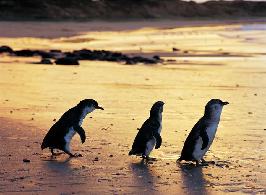 Phillip Island Penguin Direct Sunset Tour - Price and value: is $94 per person fair for this setup?