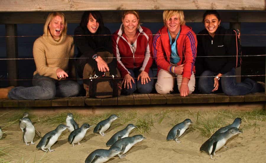 Phillip Island Penguin Parade Afternoon Tour from Melbourne - Key highlights that matter before you go