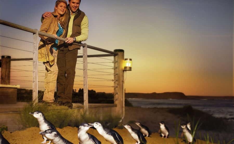 Phillip Island Penguin Parade Afternoon Tour from Melbourne - Who should book this Phillip Island afternoon tour