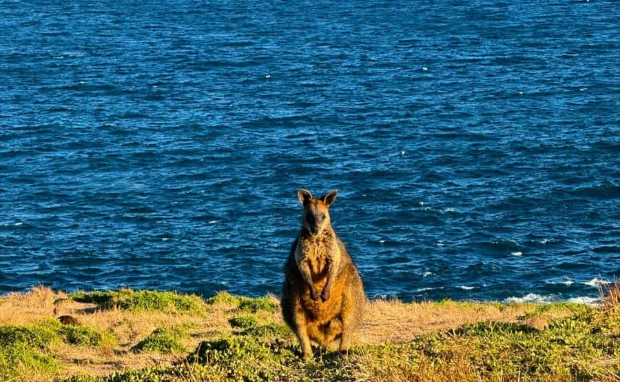 Phillip Island Penguin Parade Afternoon Tour from Melbourne - Guide stories, 16-language audio, and why this tour feels human