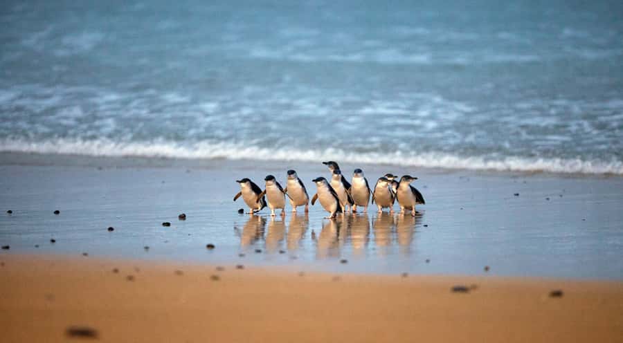 Phillip Island: Penguin Parade and Multi Attraction Pass - A 90-minute jump from Melbourne to wildlife and farm life