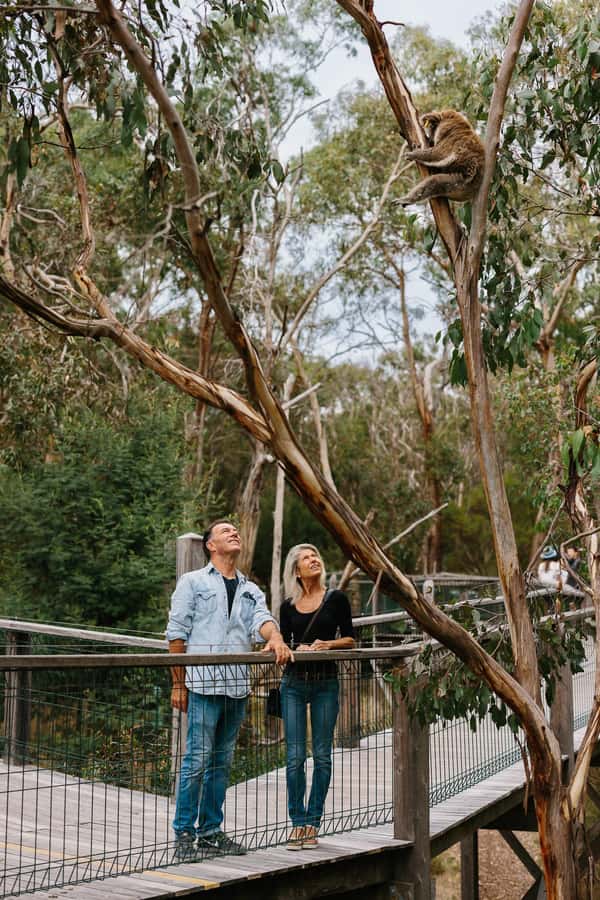 Phillip Island: Penguin Parade and Multi Attraction Pass - Koala Conservation Reserve: walking trails and up-close moments