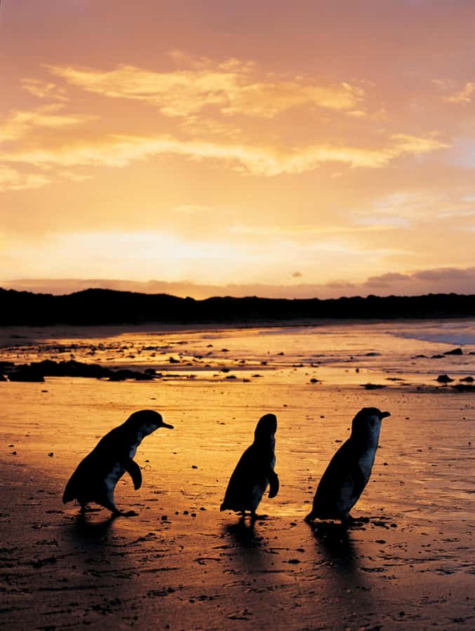 Phillip Island: Penguin Parade and Multi Attraction Pass - Price and logistics: does $38 per person feel like a good deal?