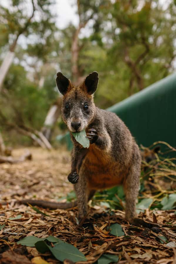 Phillip Island: Penguin Parade and Multi Attraction Pass - Weather, crowds, and the beach rules you should respect