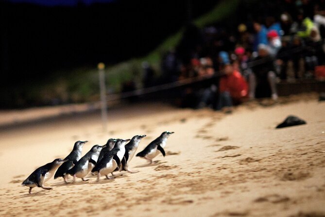 Phillip Island Penguin Parade, Wildlife and Beach Boxes Bus Tour - Brighton Bathing Boxes, skyline photos and a 30-minute hit of classic beach vibe