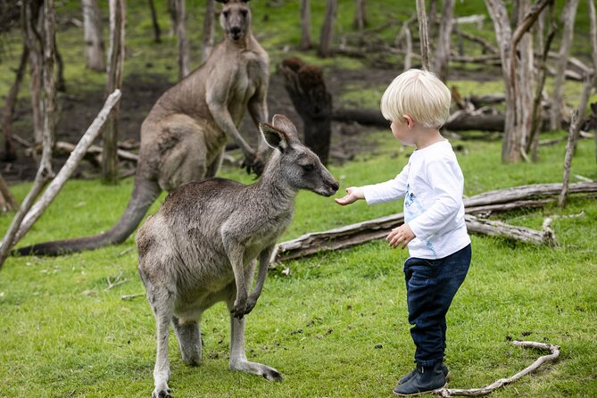Phillip Island Penguin Parade, Wildlife and Beach Boxes Bus Tour - Who this tour is best for, and who should rethink it