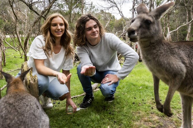 Phillip Island Penguin Parade, Wildlife and Beach Boxes Bus Tour - Should you book? My take for the value-minded, time-poor visitor
