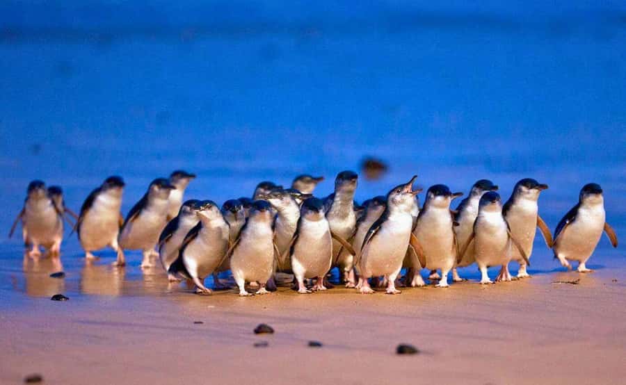 Phillip Island Penguin Parade with Expert Local Guide - Leaving Melbourne early, then relaxing into the island day