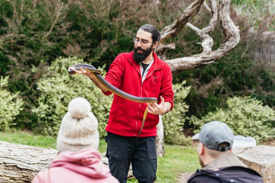 Phillip Island Penguin Parade with Expert Local Guide - Price and value: what $116 buys you in the real world