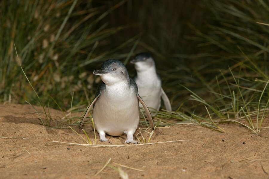 Phillip Island: Penguins and Wildlife Full-Day Tour - Who Should Book This Phillip Island Penguins and Wildlife Tour