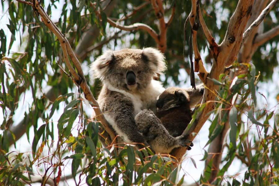 Phillip Island: Penguins and Wildlife Full-Day Tour - Rules and Comfort Tips: What You Should Bring (and What You Must Leave Behind)
