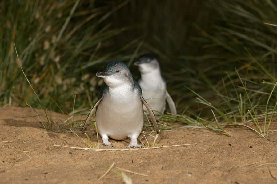 Phillip Island: Penguins and Wildlife Full-Day Tour - Price and Value: Is $109 a Good Deal for This Amount of Wildlife Time?