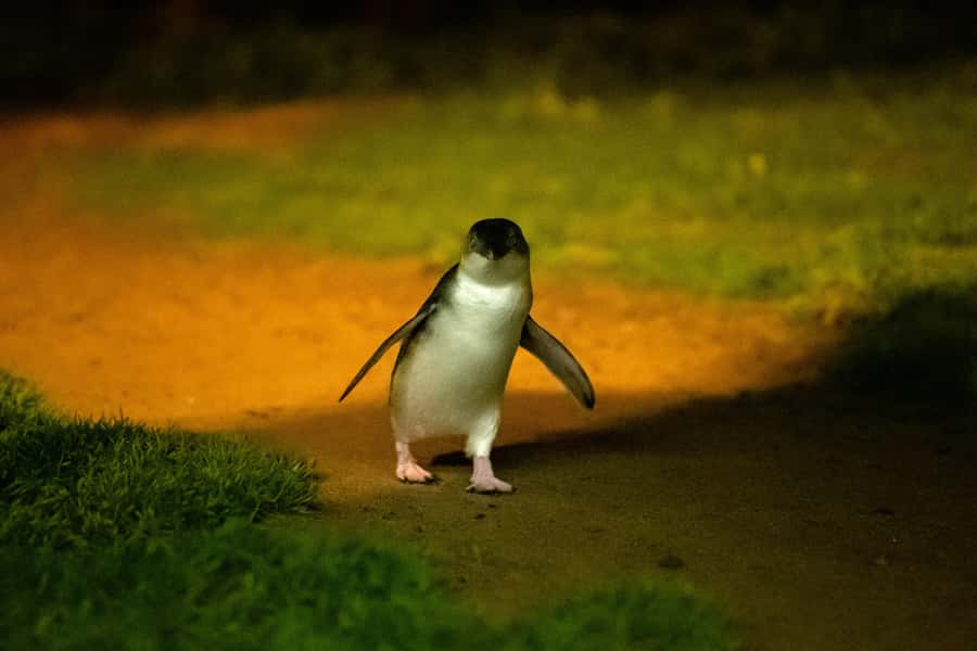 Phillip Island: Penguins and Wildlife Full-Day Tour - Koala Conservation Reserve: Seeing Koalas Where They Actually Live