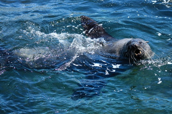 Phillip Island Seal-Watching Cruise - Live commentary and historic landmarks, the “why” behind what you see