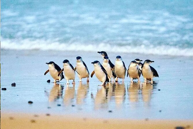 Phillip Island Seal-Watching Cruise - Wildlife beyond seals, what to watch for and how to time your eyes
