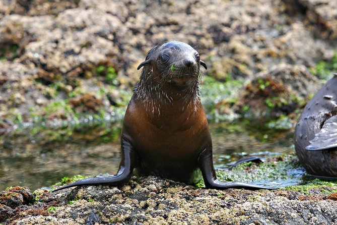Phillip Island Seal-Watching Cruise - Price and value at about $82.48, what you’re really paying for