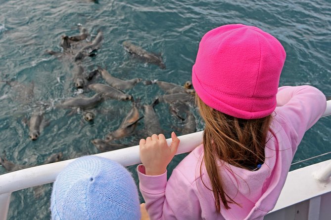 Phillip Island Seal-Watching Cruise - Weather, open water, and the one caution you should not ignore