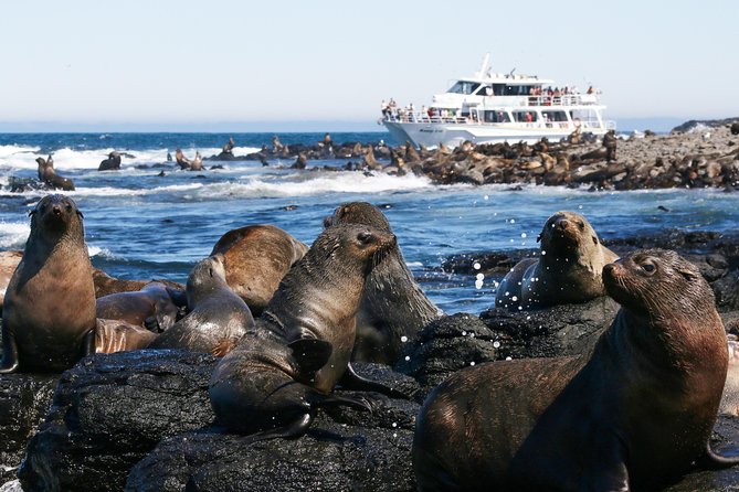 Phillip Island Seal-Watching Cruise - Indoor vs top deck seating, choose your comfort on purpose
