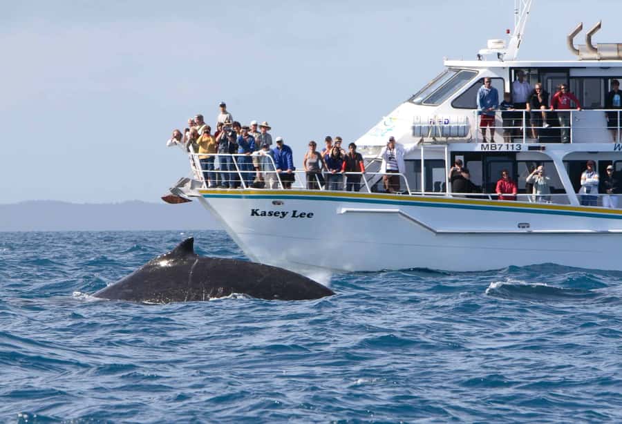 Phillip Island: Whale Watching Boat Tour - Key Things I Think You Should Know Before You Go