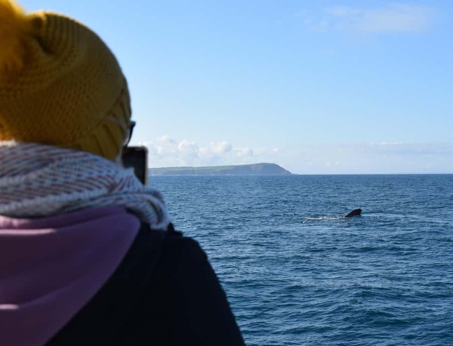 Phillip Island: Whale Watching Boat Tour - Winter Whale Watching Off Phillip Island: Why This Spot Works