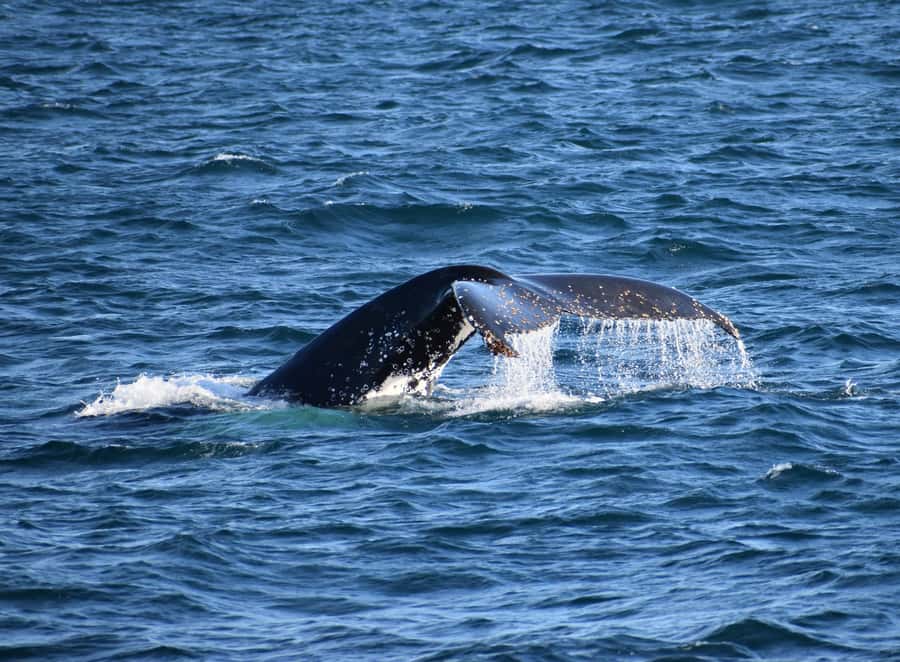 Phillip Island: Whale Watching Boat Tour - How You Spot Whales Like a Pro (Without Overthinking It)