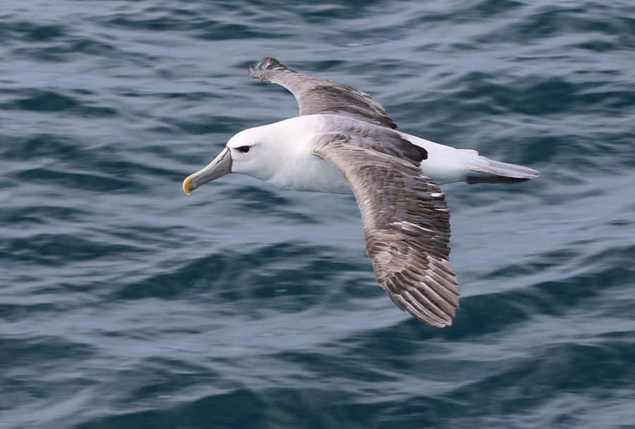 Phillip Island: Whale Watching Boat Tour - Morning Tea and Cake: The Comfort Detail That Actually Matters