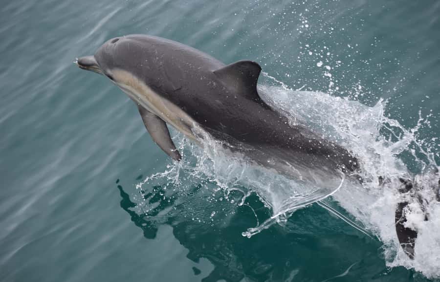 Phillip Island: Whale Watching Boat Tour - The Captain and Crew: Why Their Role Boosts Your Chances