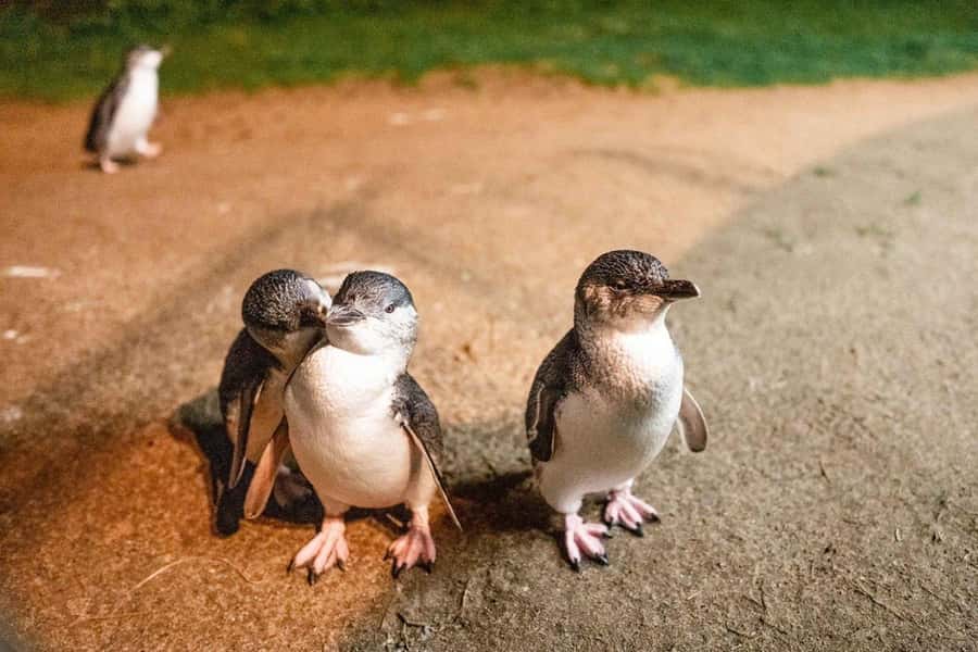 Phillip Island: Wine, Wildlife & Penguins with Gourmet Feast - The guide makes the difference, and you will notice it