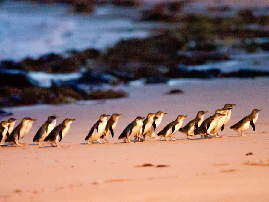 Phillip Island: Wine, Wildlife & Penguins with Gourmet Feast - Phillip Island Winery in Ventnor: where the tasting becomes part of the meal